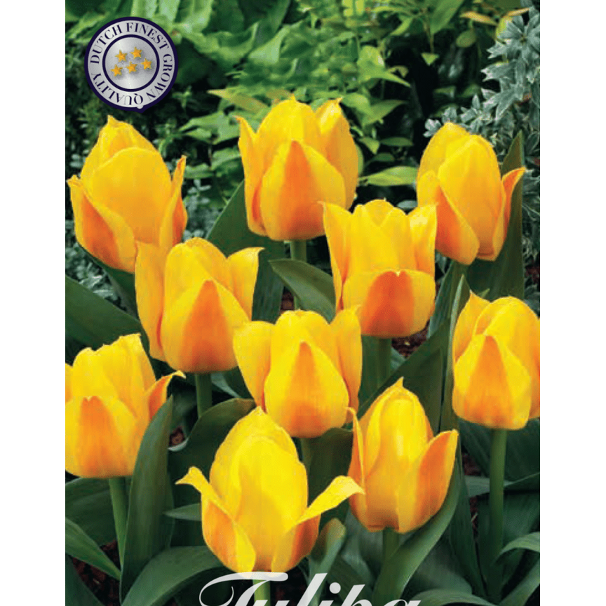 Tulpan Buttercup 7-pack